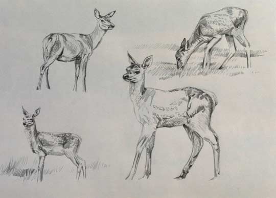 Red deer calf drawings